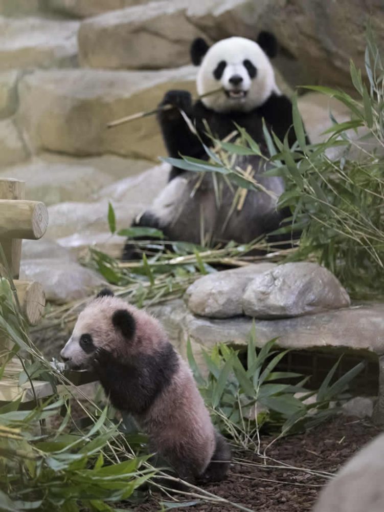 Les pandas au Zoo