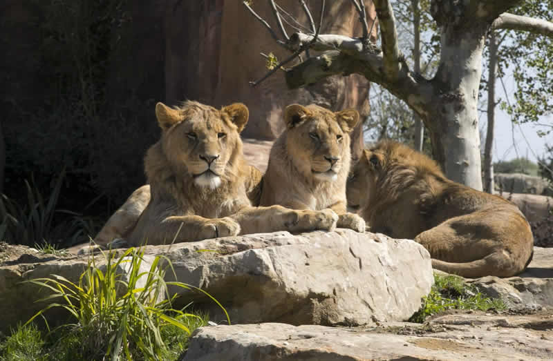 Zoo avec les Lions à Beauval